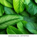 17直播电脑版下载安装与高清大屏体验指南 8936z