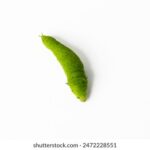 176开奖号前后走势深度解析与预测 e6ekakhull