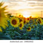 176期开奖全程记录:最新官方完整版数据汇总 sm4ge